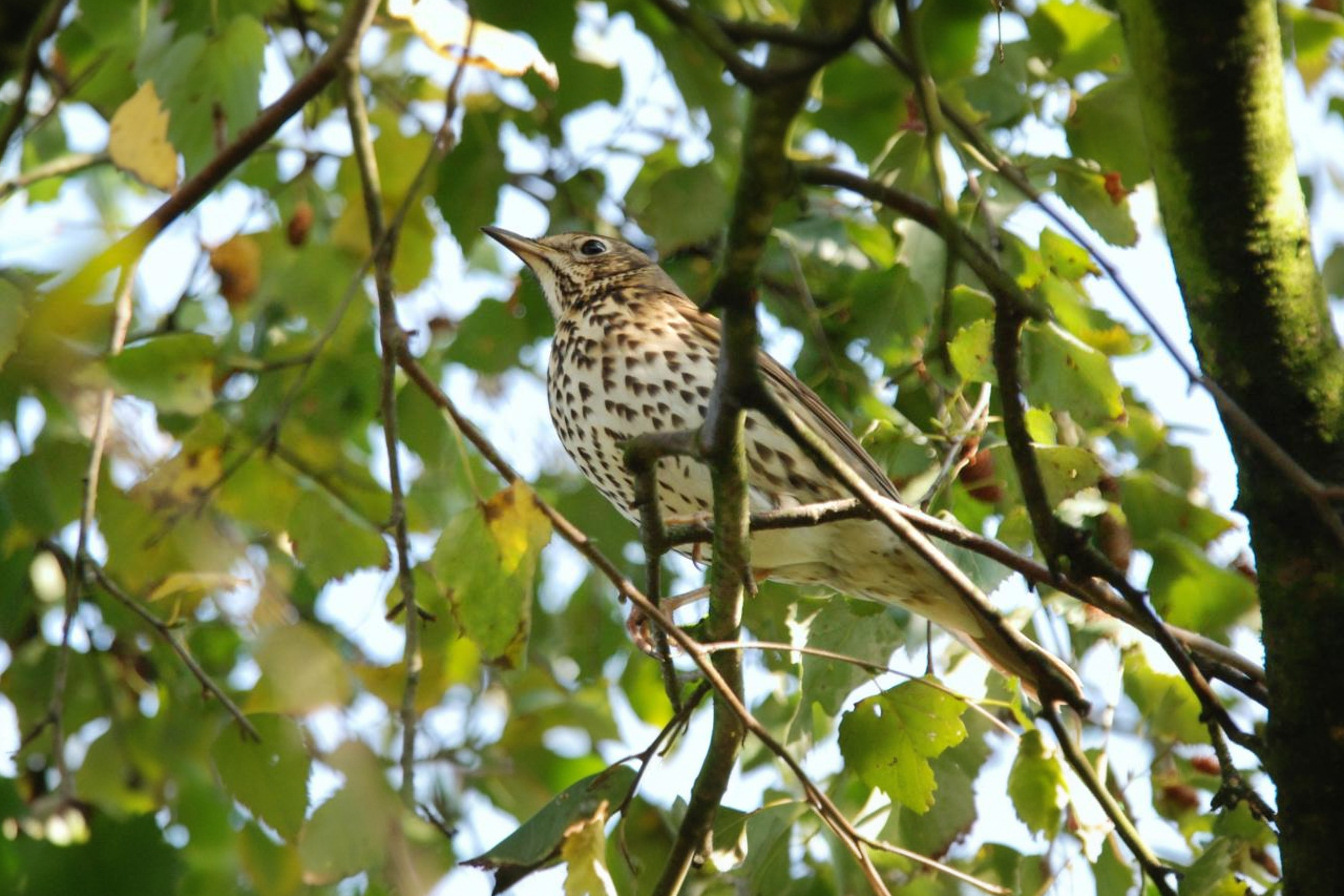 a_thrush_perched_in_a_London_plane_tree - 1344x896px a thrush perched in a London plane tree
